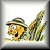 Safari Motor Coaches Home Page